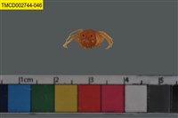 藏品(短指和尚蟹)的圖片